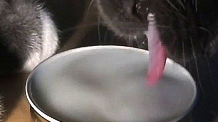 VIDEO Znate li kako mačke piju?
