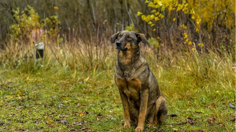 VIDEO Radioaktivni psi iz Černobila ipak će dobiti priliku za novi dom i obitelj