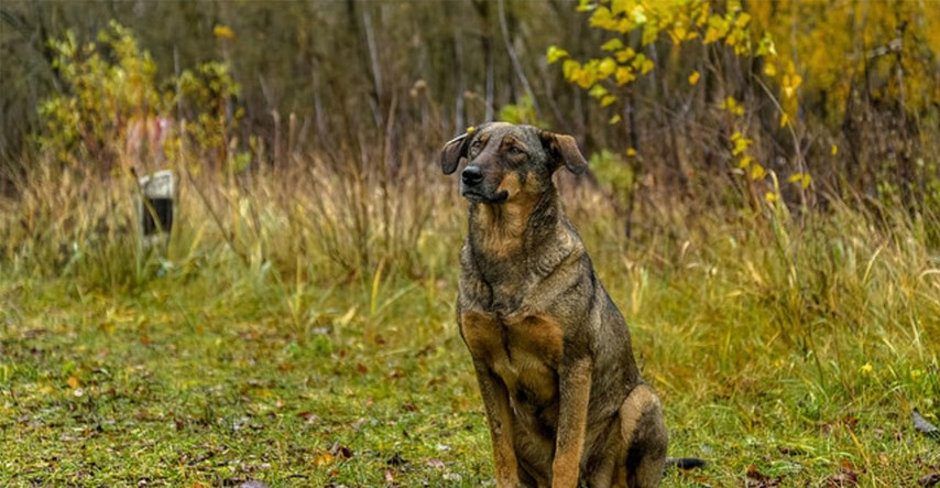 VIDEO Radioaktivni psi iz Černobila ipak će dobiti priliku za novi dom i obitelj