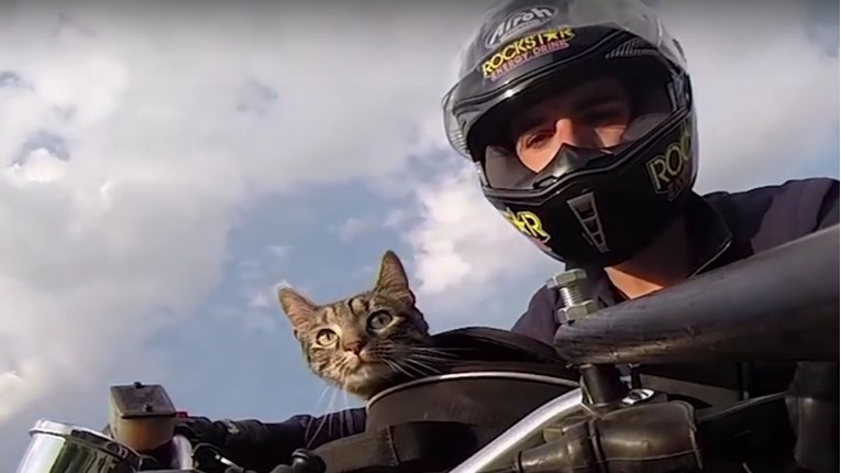 VIDEO Ove mačke će vam pokazati koliko mogu biti posebne