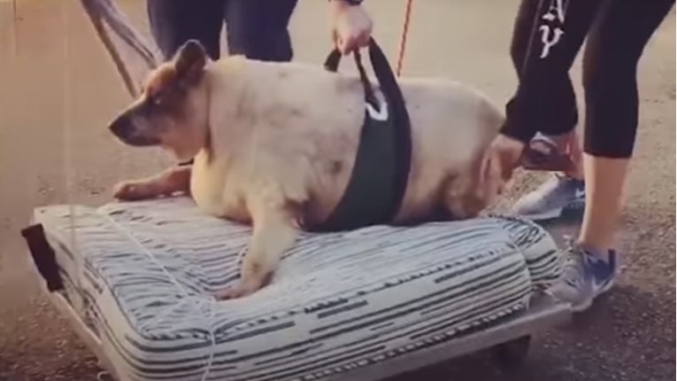 VIDEO Ovaj pretili pas je konačno saznao što znači ljubav