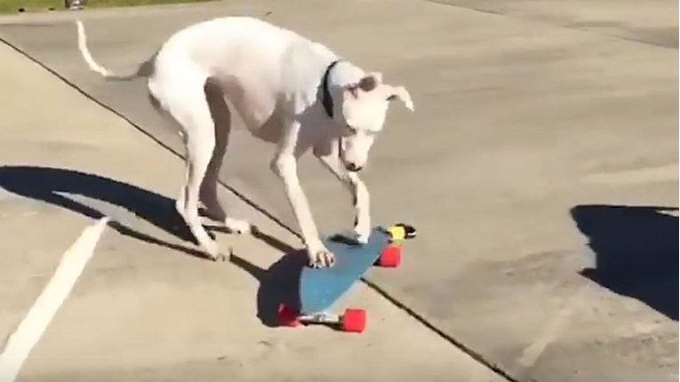 VIDEO Ovaj pas obožava skateboard i ide mu odlično