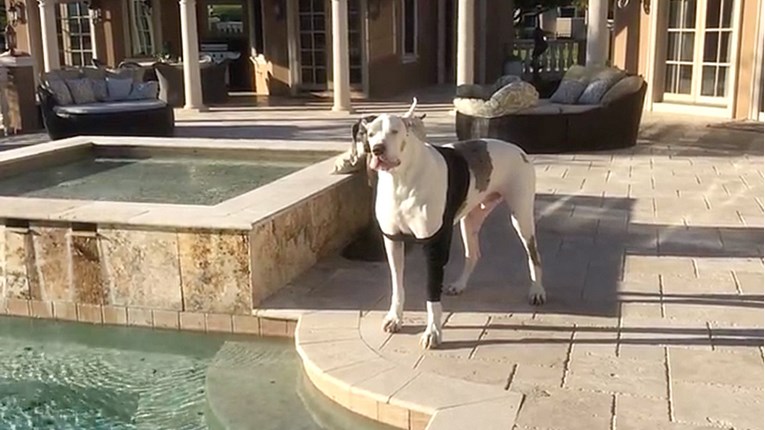 VIDEO Ovaj veliki pas na vrlo poseban način pokazuje nezadovoljstvo što ne smije plivati