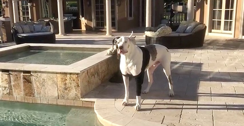 VIDEO Ovaj veliki pas na vrlo poseban način pokazuje nezadovoljstvo što ne smije plivati
