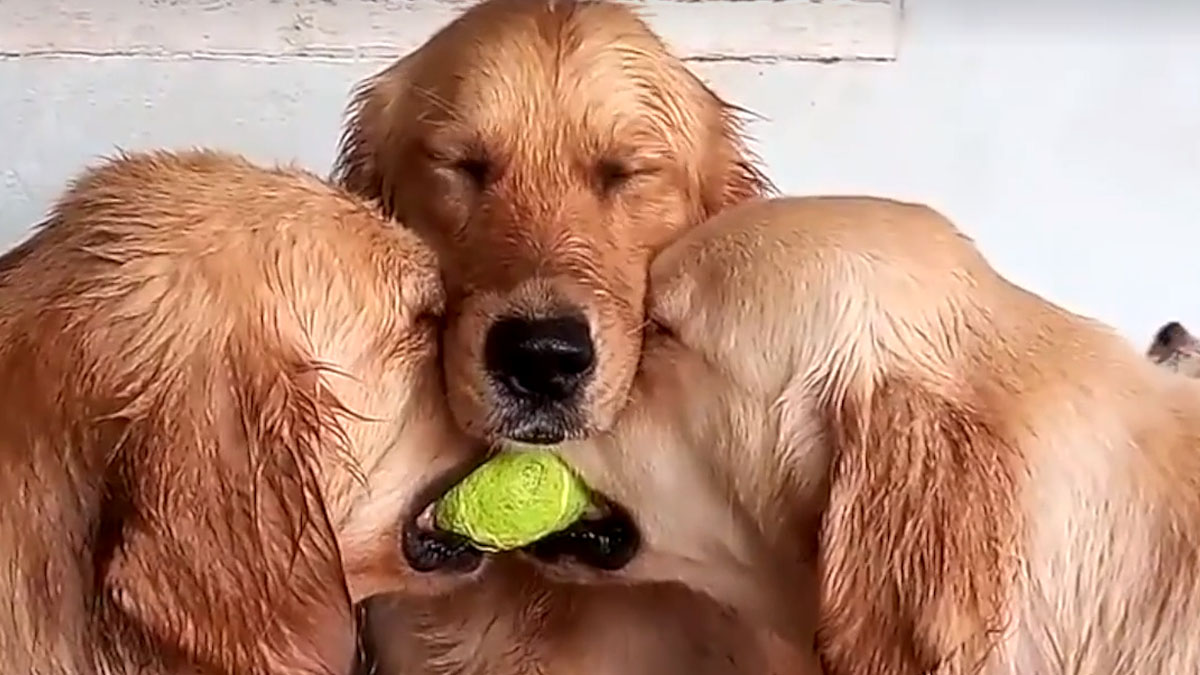 VIDEO Ove životinje ljubav prema svojim prijateljima iskazuju na najslađi način