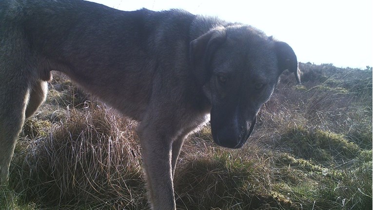 FOTO Cijeli otok već 7 mjeseci pokušava uhvatiti psa udomljenog iz Bosne