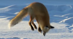 VIDEO Znate li kako lisica lovi po snijegu