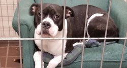 VIDEO Psi i mačke u skloništu uživaju u foteljama