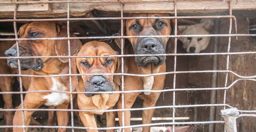 JUŽNA KOREJA 80 pasa je spašeno s farme mesa