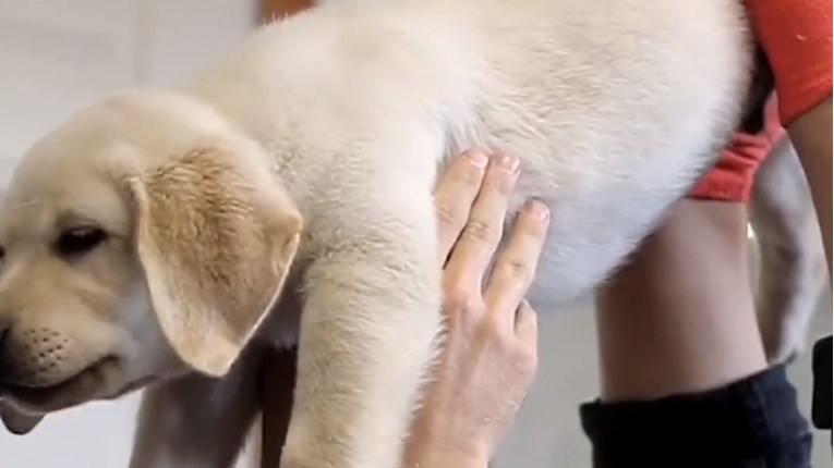 VIDEO Vježbanje joge sa štencima je pravi hit