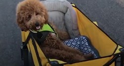 VIDEO Ovaj pas ne može hodati, ali ima prijatelje koji mu pomažu proći sve prepreke