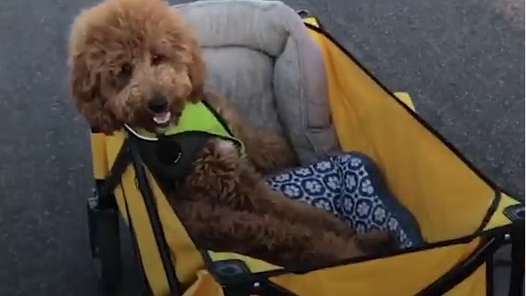 VIDEO Ovaj pas ne može hodati, ali ima prijatelje koji mu pomažu proći sve prepreke