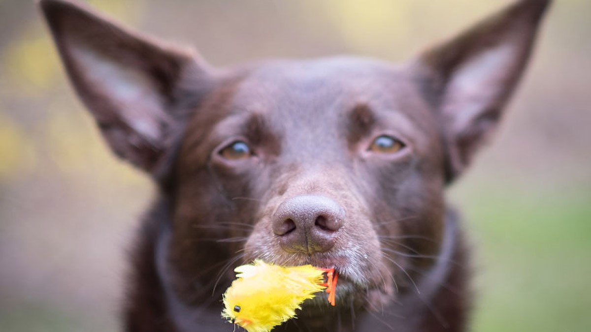 FOTO Ovaj kelpie se vrijedno priprema za Uskrs