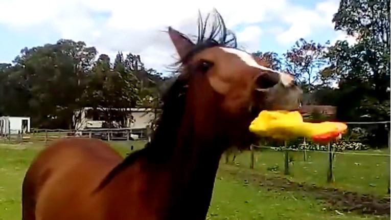 VIDEO Ovaj konj uživa u gumenim igračkama