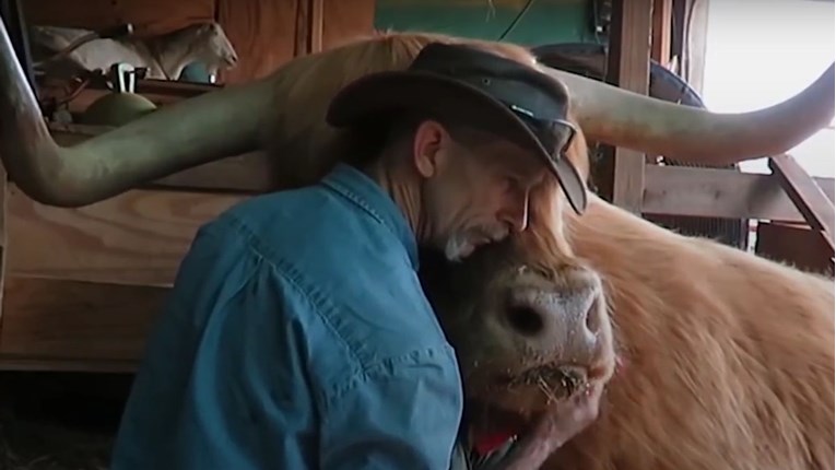 VIDEO Ova krava obožava kada je njezin vlasnik uređuje