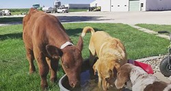 VIDEO Ova kravica misli da je pas