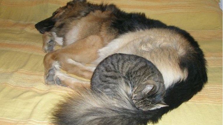 VIDEO Ljubav i prijateljstvo između mačke i psa traju već 9 godina