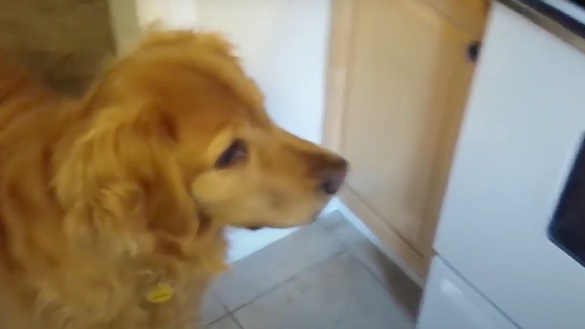 VIDEO Ova kujica je vrlo izbirljiva, ali je njen čovjek pronašao način da pojede svoju hranu