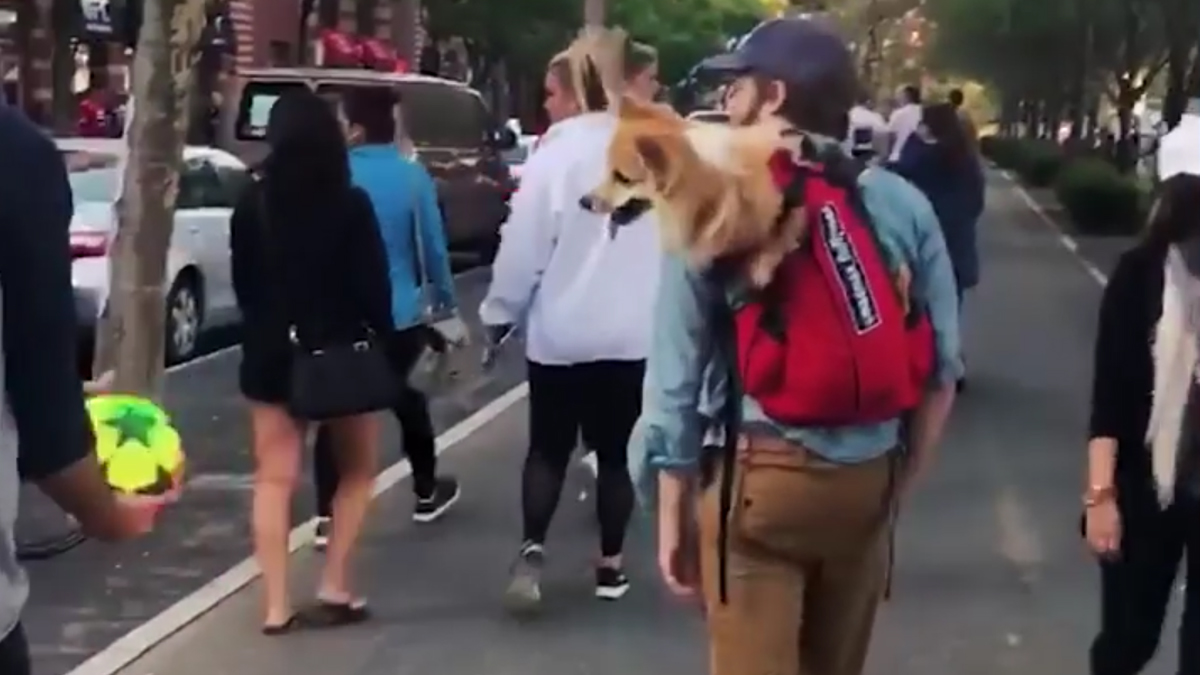 VIDEO Kako povesti ljubimce svuda sa sobom