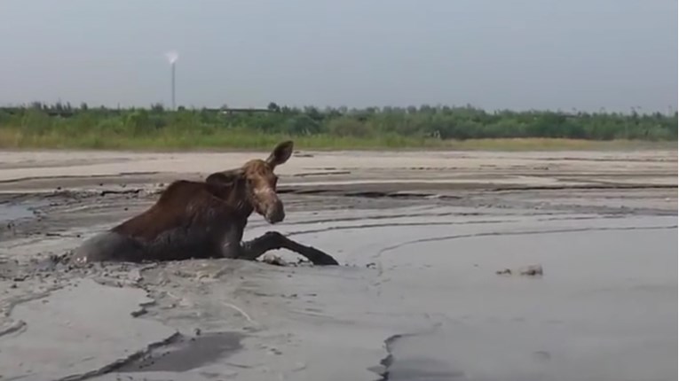 VIDEO Veliki los je zapeo u blatu, a ljudi nisu znali kako mu pomoći
