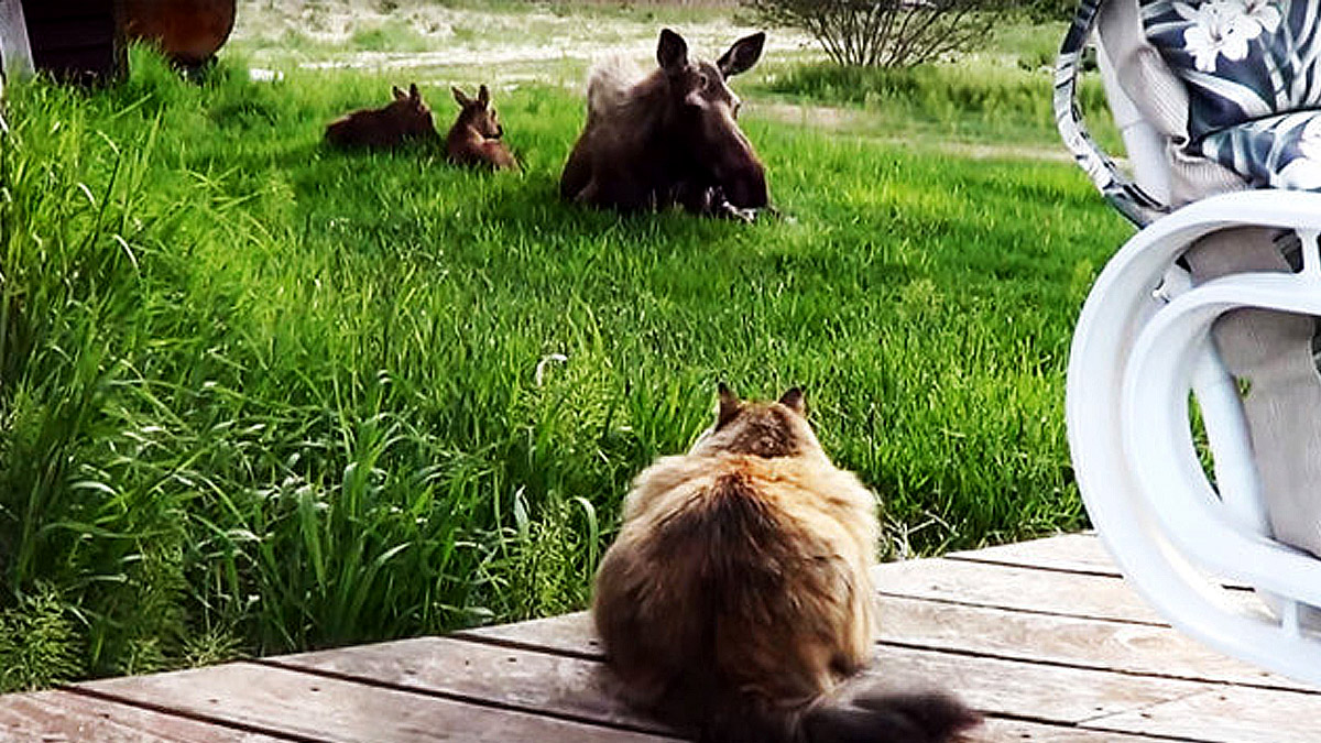 VIDEO Ova maca se boji svega, ali obožava posebne životinje