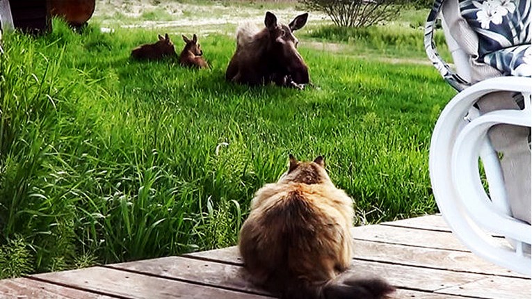 VIDEO Ova maca se boji svega, ali obožava posebne životinje
