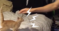VIDEO Mala mačka plače svaki put kada je prestanu maziti