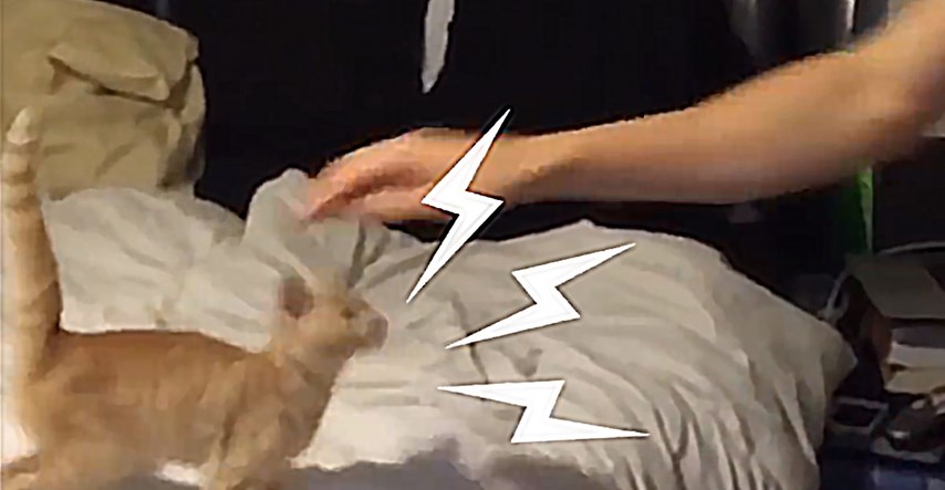 VIDEO Mala mačka plače svaki put kada je prestanu maziti