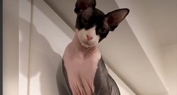 VIDEO Sfinks mačka je odlučila biti gazdarica u kući