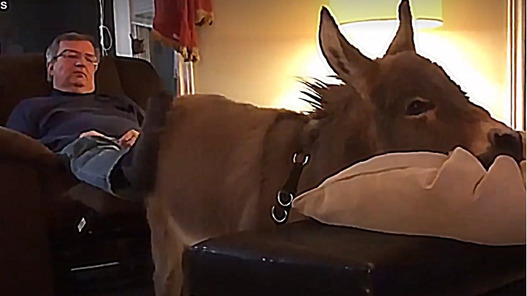 VIDEO Ovaj maleni magarac uvjeren je da je pas