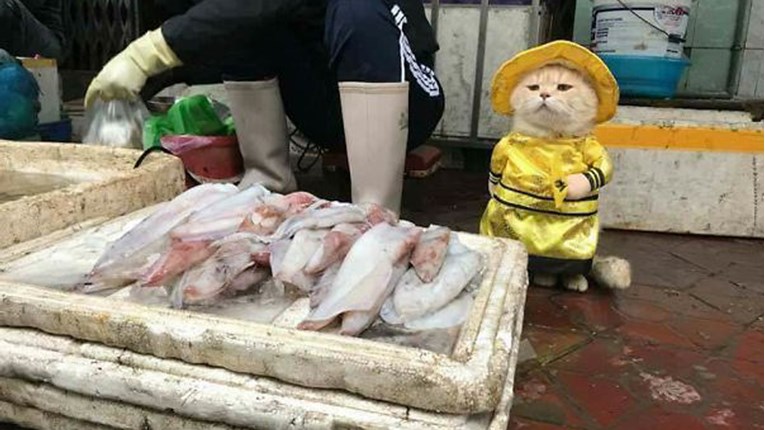 FOTO Upoznajte najslađeg prodavača ribe u Vijetnamu