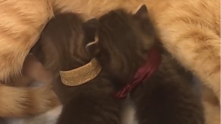 VIDEO Mama maca je odlučila pomoći napuštenim mačićima