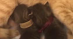 VIDEO Mama maca je odlučila pomoći napuštenim mačićima