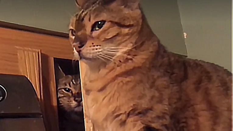 VIDEO Mačke i njihova čudna ponašanja