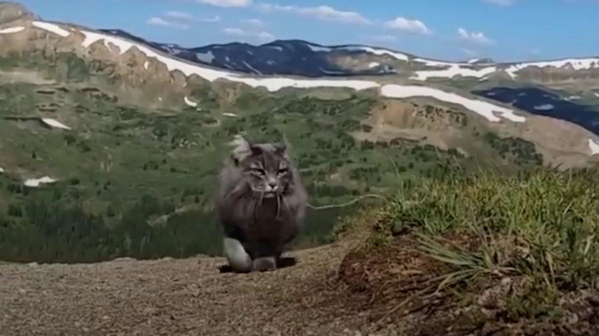 VIDEO Maca avanturistica pliva i planinari sa svojom obitelji