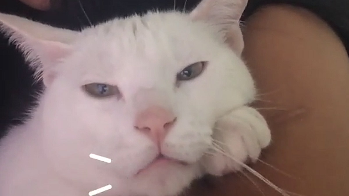 VIDEO Ova maca obožava pjevati