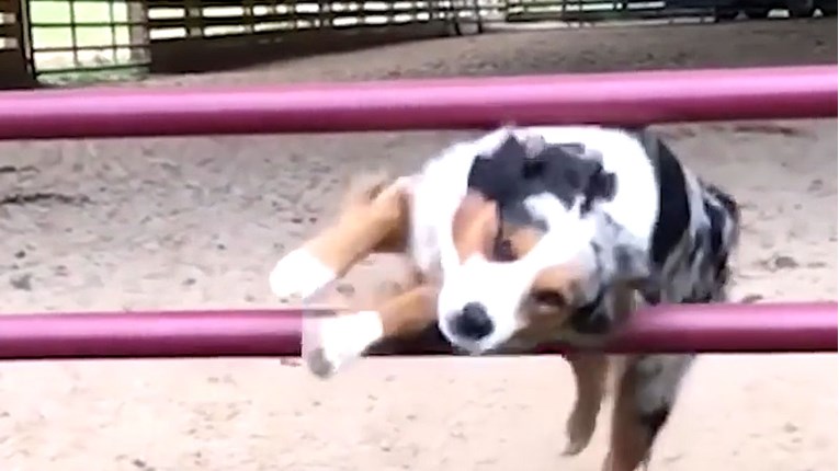VIDEO Ovo je pravi sport za spretne i energične pse
