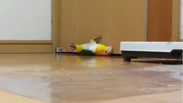 VIDEO Ova papiga je nevjerojatno zabavna