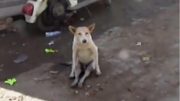VIDEO Ovaj pas nije mogao hodati i bojao se ljudi, no ipak su mu uspjeli pomoći