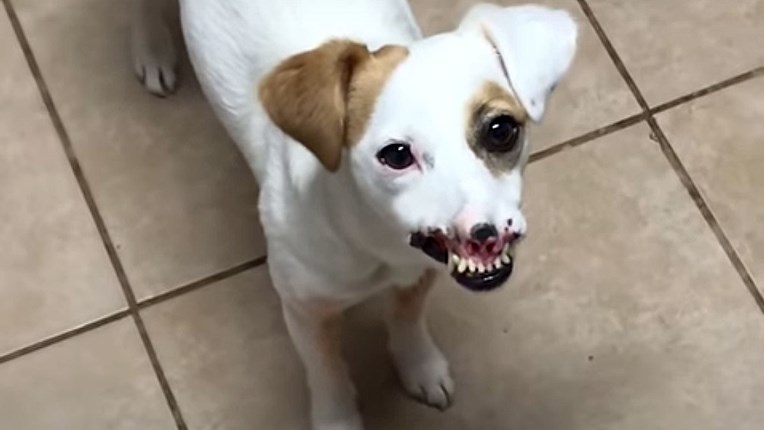 VIDEO Ovaj pas izgleda neobično, ali ga njegova obitelj ne bi dala nikome
