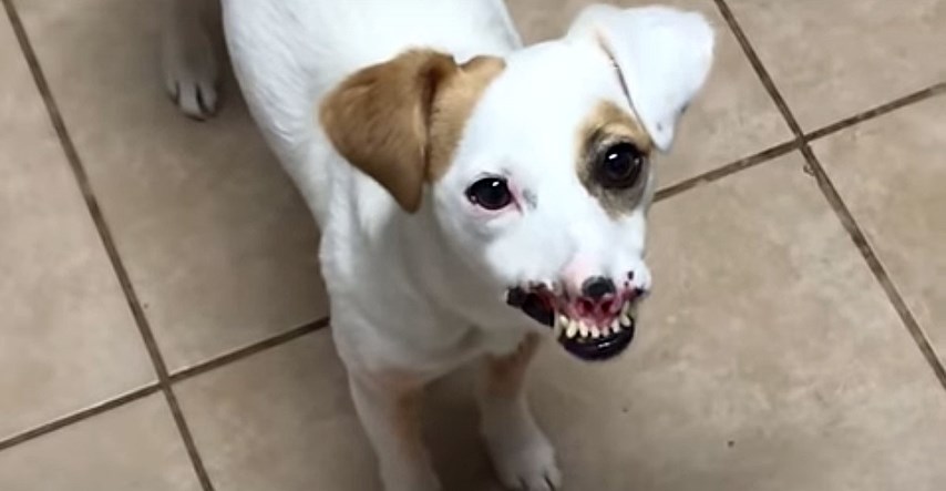VIDEO Ovaj pas izgleda neobično, ali ga njegova obitelj ne bi dala nikome