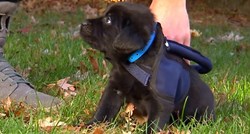 VIDEO Ovaj preslatki štenac uči kako postati pas vodič