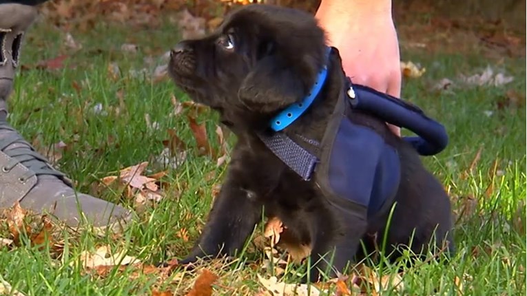 VIDEO Ovaj preslatki štenac uči kako postati pas vodič