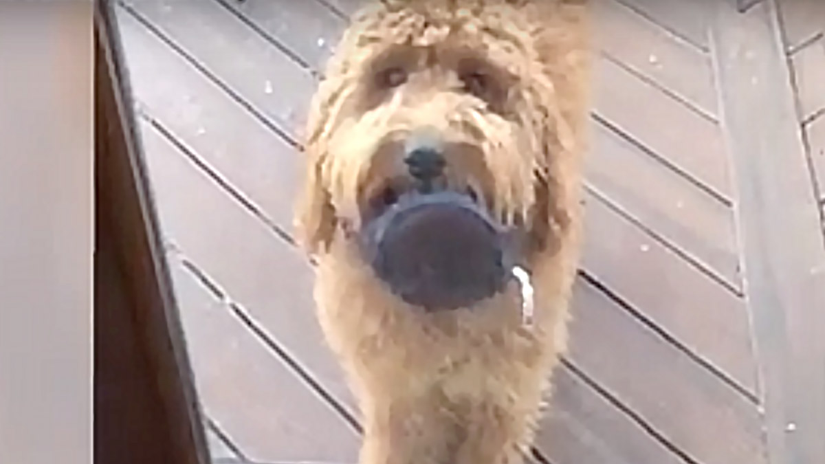 VIDEO Ovaj pesonja ne ide nikuda bez svoje igračke