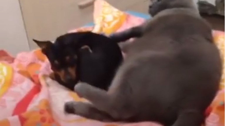 VIDEO Ova maca odlučila je da želi biti sama na krevetu