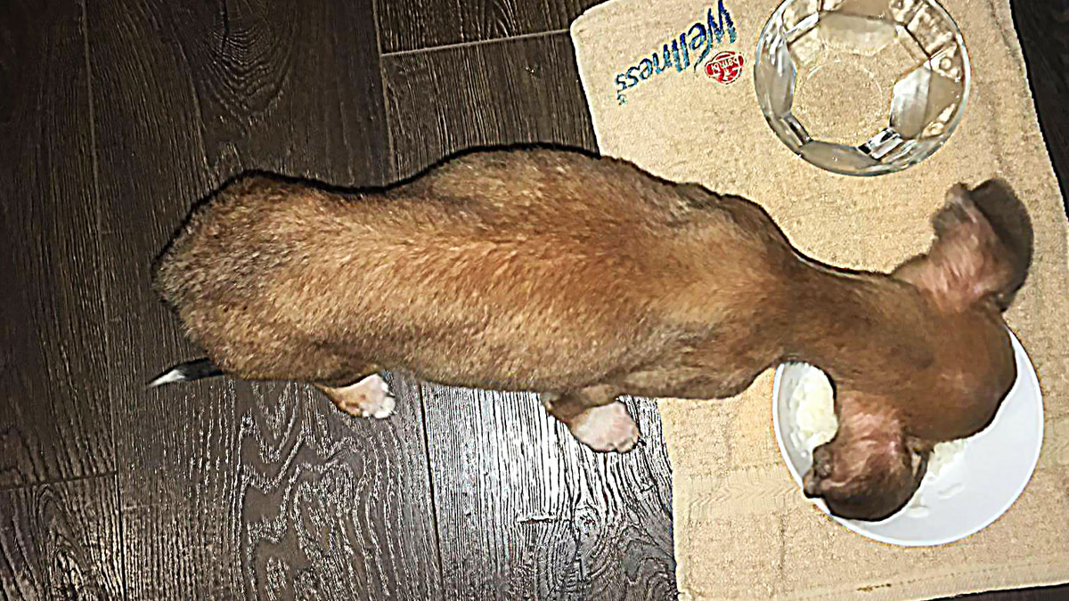 BJELOVAR Ovi psi su spašeni od sigurne smrti i sada trebaju pomoć i dom