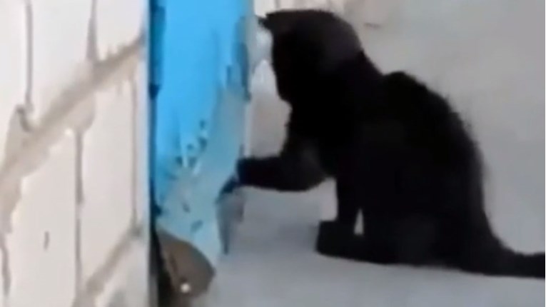 VIDEO Ova mačka je primijetila da je pas zatočen i nećete vjerovati što je napravila