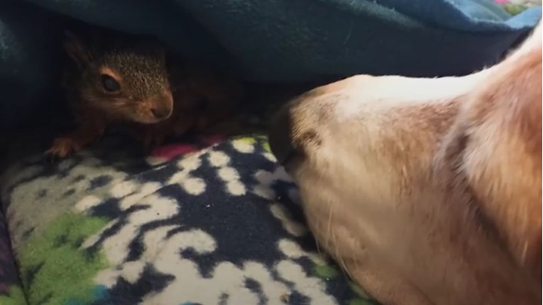 Pas je spasio bebu vjevericu i od tada su nerazdvojni