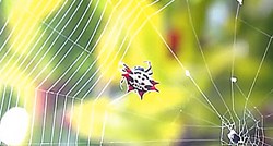 VIDEO Jeste li ikada promatrali pauka kako plete svoju mrežu?