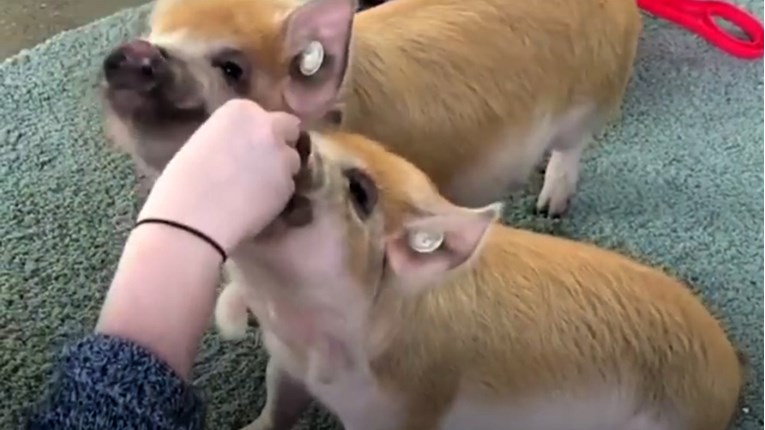 VIDEO Ove svinje su zahvalne što su spašene iz klaonice